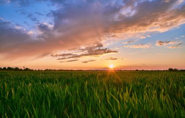 Yaz akşamları yeşil buğdaylı büyük bir tarla. Arka planda dramatik bir günbatımı gökyüzü. Güzel manzara
