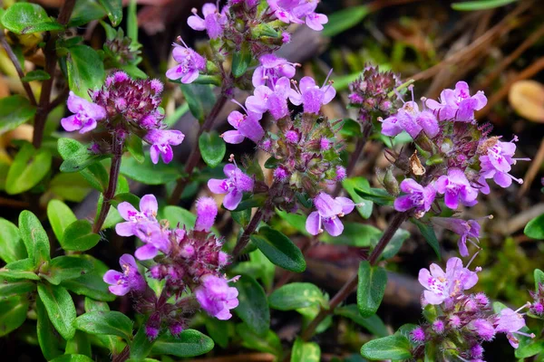 Thymus Serpilllum, Breckland kekiğinin makrofotografı. Çamlık yaban kekiği, sürünen kekik, ya da elf kekikleri. Doğal tıp. Mutfak malzemeleri ve yaşam alanındaki mis kokulu baharat.
