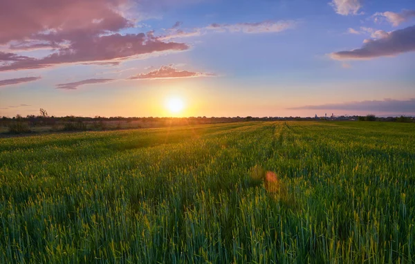 Nagy Mező Zöld Búzával Nyáron Este Drámai Naplemente Égen Háttérben — Stock Fotó