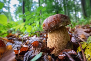 Yağmur sonrası yaz ormanlarında güzel boletus edulis mantarı. Lezzetli ve sağlıklı mutfak malzemeleri, doğal ortamında domuz mantarı.