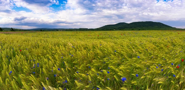 Kırsal kesimde yaz manzarası. Buğday tarlasında, buğdayın altın kulakları arasında, mavi mısır çiçekleri göze çarpar. Ufukta alçak tepeler görülebilir, bulutlar uçar.