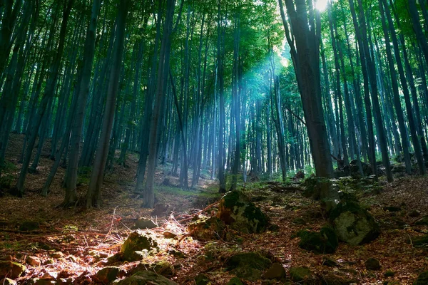 Floresta Verão Conto Fadas Pilares Luz Solar Numa Névoa Nebulosa — Fotografia de Stock