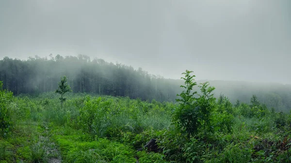 Trilha Através Misterioso Campo Escuro Nevoeiro Com Folhas Verdes Manhã — Fotografia de Stock