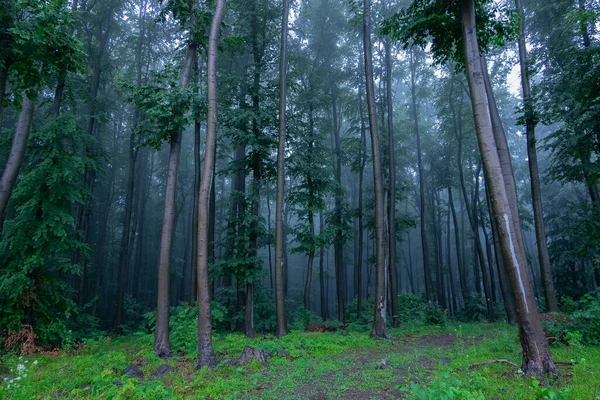 Floresta Verão Nebulosa Tempo Chuvoso Caminho Leva Uma Névoa Misteriosa — Fotografia de Stock