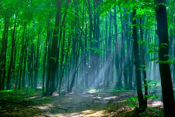 Märchenhafter Sommerwald Säulen Des Sonnenlichts Nebligen Dunst Grüne Bäume Begrüßen — Stockfoto