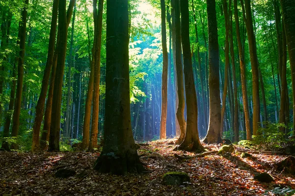 Sprookjesachtig Zomerbos Zuilen Van Zonlicht Een Mistige Waas Groene Bomen — Stockfoto