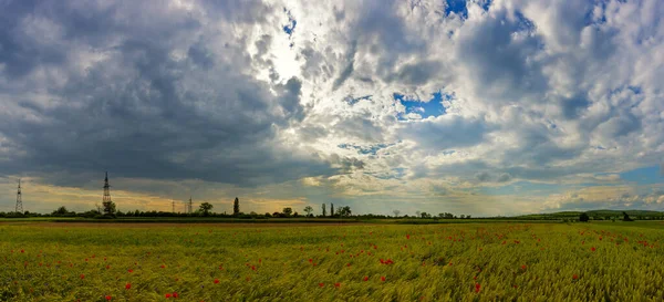 Buğday tarlası manzarası. Yabani gelincikler buğday kulakları arasında kızarır. Güneş ışınları ile dramatik yağmur gökyüzü