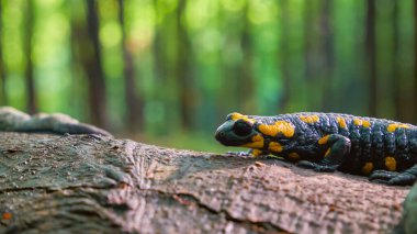 Yeşil bir yaz ormanında nadir bulunan bir hayvan ve ateş semenderi kertenkelesi.