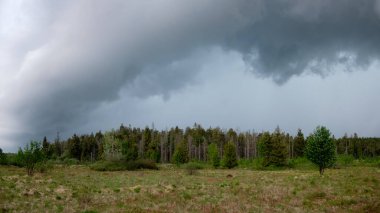 Bir gök gürültülü fırtına yaklaşıyor. Yoğun yağmur bulutları kozalaklı ormanın üzerinde. Ön planda, alçak otlar, bataklık