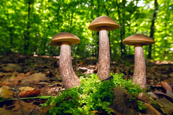 Грибы Leccinum Scabrum Широко Известные Чешуйчатый Стебель Грубый Болет Березовый — стоковое фото