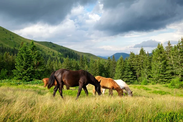 Horses graze in a mountain pasture against the backdrop of a beautiful landscape. The animals are surrounded by magnificent wildlife, mountain peaks and coniferous forest. Cloudy sky, it will rain soon