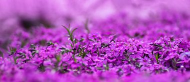 Pembe halı halı. Sığ bir alan derinliğine sahip çiçek deseni