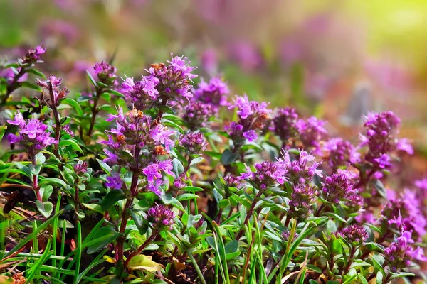 Flores Tomillo Cerca Iluminadas Por Cálida Luz Del Sol Planta —  Fotos de Stock