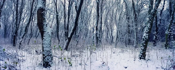 Winterbos Panorama Donkere Boomstammen Zijn Bedekt Met Witte Sneeuw Winterstilte — Stockfoto