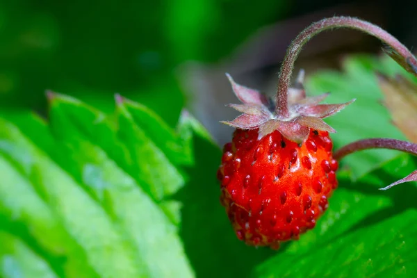 Olgun çilekli yakın çekim. Lezzetli bir mutfak malzemesinin makro fotoğrafı, sağlıklı bir doğal ürün. Ormanda çilek