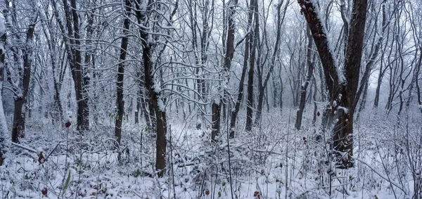 Winter forest panorama. Dark tree trunks are covered with white snow. Winter silence
