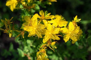 Sarı çiçekli hiperikum koyu yeşil çimenler üzerinde