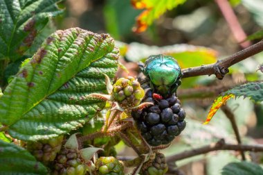 Cetonia böceği böğürtlen yer. Doğa yakın çekim