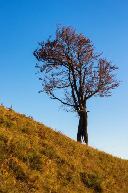 Komik şekilli yaşlı yalnız bir ağaç. Sonbahar dağlarında harikulade.