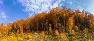 Altın sonbahar. Sonbahar ormanı manzarası
