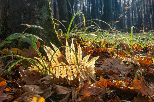 Őszi Arany Páfrány Levél Fekszik Földön Erdőben — Stock Fotó