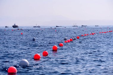 Ton balığı avı: şamandıralarla birbirine bağlanmış ağların altı