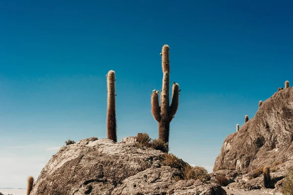 Cactus en la isla de Incahuasi, salar de Uyuni — Foto de Stock
