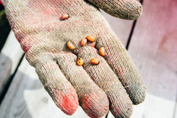 Colorado aardappelkever op boerenhandschoen — Stockfoto