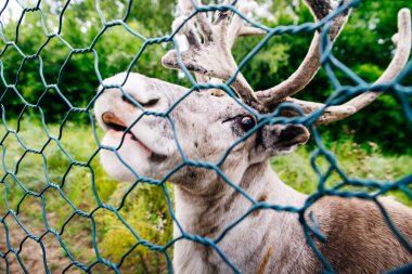 Bir kafes yan görünümünde bir hayvan karaca başkanı nın fotoğrafı.