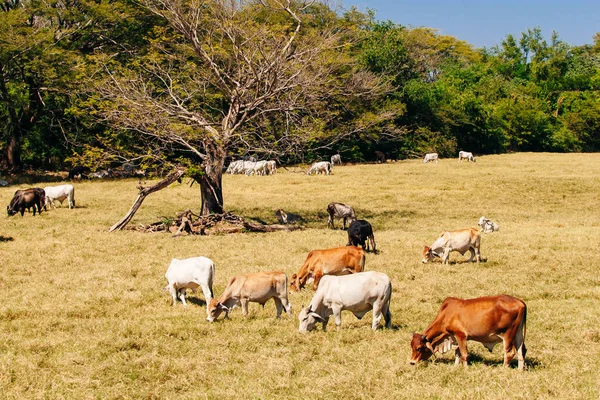 Giovani bovini mangiano fieno ed erba in una giornata di sole — Foto Stock