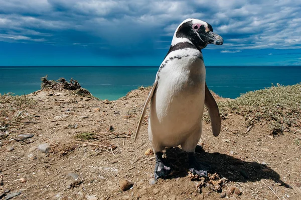 Porträtt Magellanic pingvin bostad av sitt bo vid klipporna ovanför stranden — Stockfoto