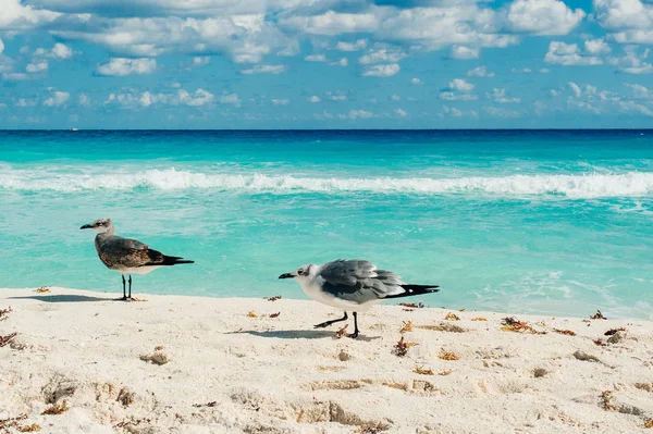 Birds on the beach. seagulls in cancun — Stock Photo, Image