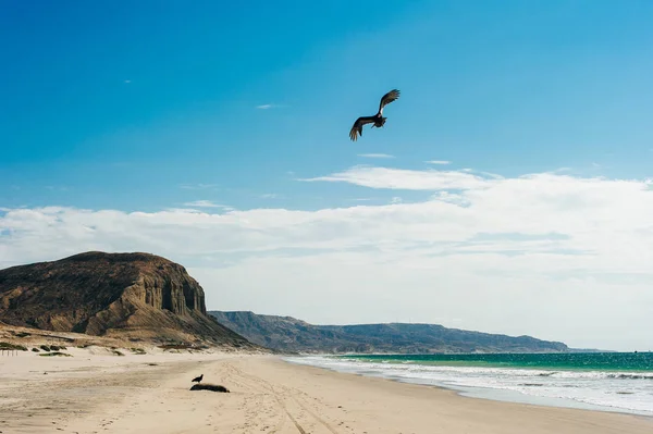 Dode zegel aan de kust van de Stille Oceaan — Stockfoto