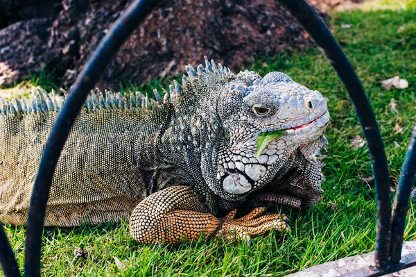 Ünlü Parque Senimario serbest dolaşım büyük vahşi iguanalar — Stok fotoğraf