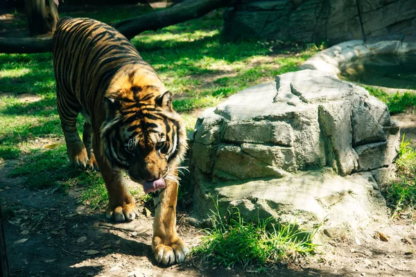 Tigre siberiano no deserto em backgroung verde — Fotografia de Stock