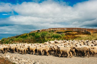 Şili yolunda yürüyen bir koyun sürüsü