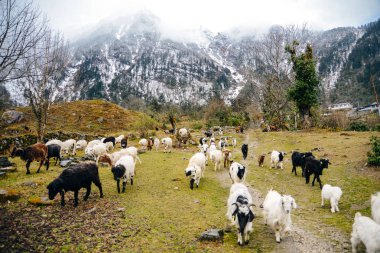 goats come down from the mountains of the Himalayas in Nepal clipart