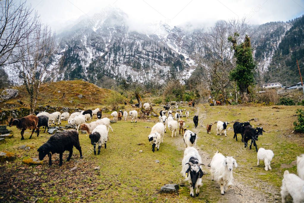 goats come down from the mountains of the Himalayas in Nepal