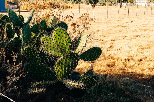 Arbusto de cactus verde en un campo seco en la ciudad de México —  Fotos de Stock