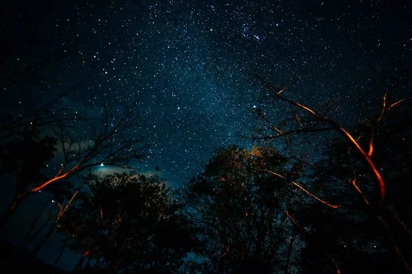 Під деревом нічний час неба фон зірки — стокове фото