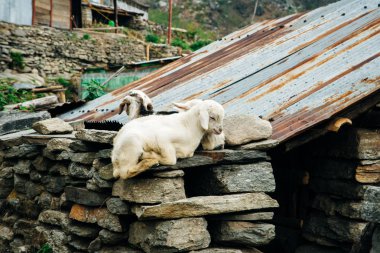 Küçük kuzular Nepal tepelerine tırmanıyor