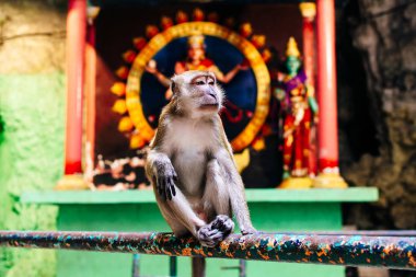 Batu Mağaraları 'ndaki Macaque Macaca fascicularis maymunu, Kuala Lumpur