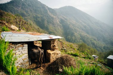 Dağlardaki mandıra çiftliğindeki ahırlarda inekler. İnek sürüsü