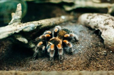 Hayvanat bahçesinde havlayan kocaman kıllı kızıl örümcek.