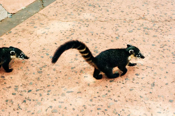 Dva ring Sledoval Lemuři spolu, jeden pěší a jeden sedí, ohrožené opice specie z Madagaskaru — Stock fotografie