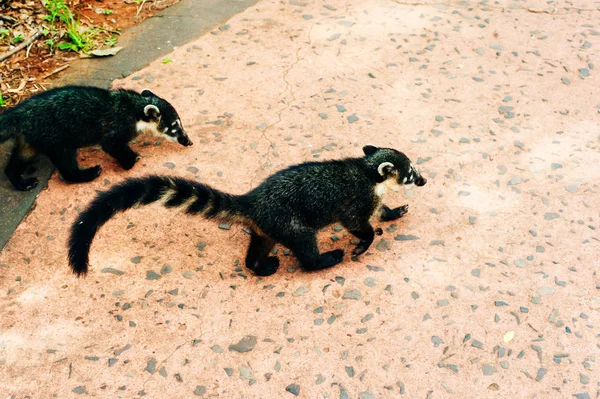 Dua cincin ekor lemur bersama-sama, satu berjalan dan satu duduk, monyet terancam punah spesies dari madagascar — Stok Foto