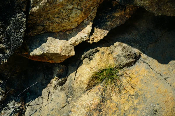 Lucertola crogiolarsi al sole del mattino su una pietra di roccia, macro, sfondo naturale . — Foto Stock