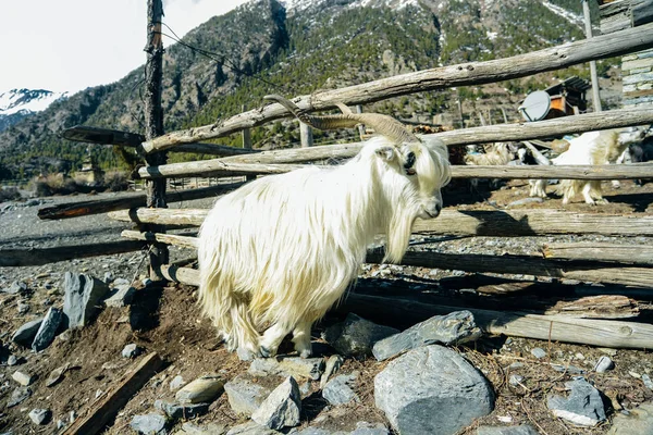 sheep lambs climbing hills in nepal
