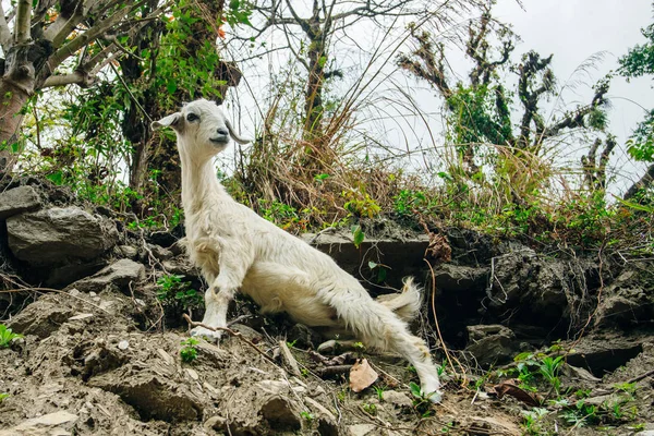 little sheep lambs climbing hills in nepal