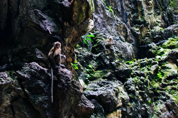 Μαϊμού Macaque Macaca fascicularis στο Batu Caves, Κουάλα Λουμπούρ — Φωτογραφία Αρχείου